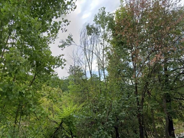 Земеделски имот в с. Въглевци, Област Велико Търново -  кв.м за 984 €/дка - Снимка #1