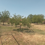 Парцел в с. Белоградец, Област Варна - 2500 кв.м за 6 €/кв.м - Снимка #1