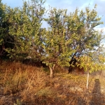 Парцел в с. Граф Игнатиево, Област Пловдив - 1056 кв.м за 34 €/кв.м - Снимка #1