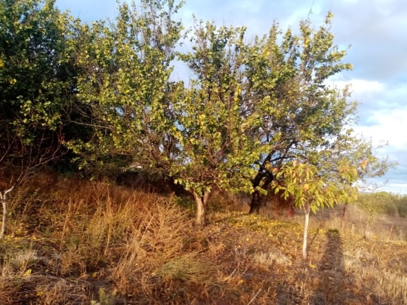 Парцел в с. Граф Игнатиево, Област Пловдив - 1056 кв.м за 34 €/кв.м - Снимка #1