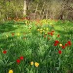 Дава се под наем Парцел в с. Лозен, Област София-град - 650 кв.м за 152.49 € - Снимка #1