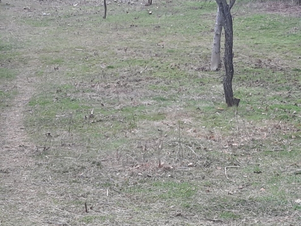 Земеделски имот в Стара Загора, Казански - изток -  кв.м за 12500 €/дка - Снимка #1