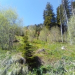 Парцел в к.к. Пампорово - 1896 кв.м за 48 €/кв.м - Снимка #1