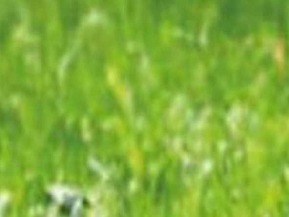 Парцел в Девня - 800 кв.м за 31 €/кв.м - Снимка #1