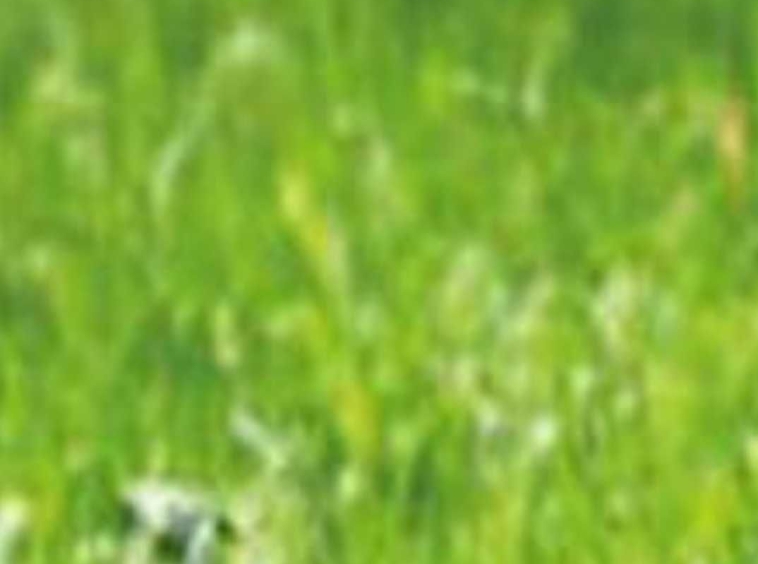 Парцел в Девня - 800 кв.м за 31 €/кв.м - Снимка #1