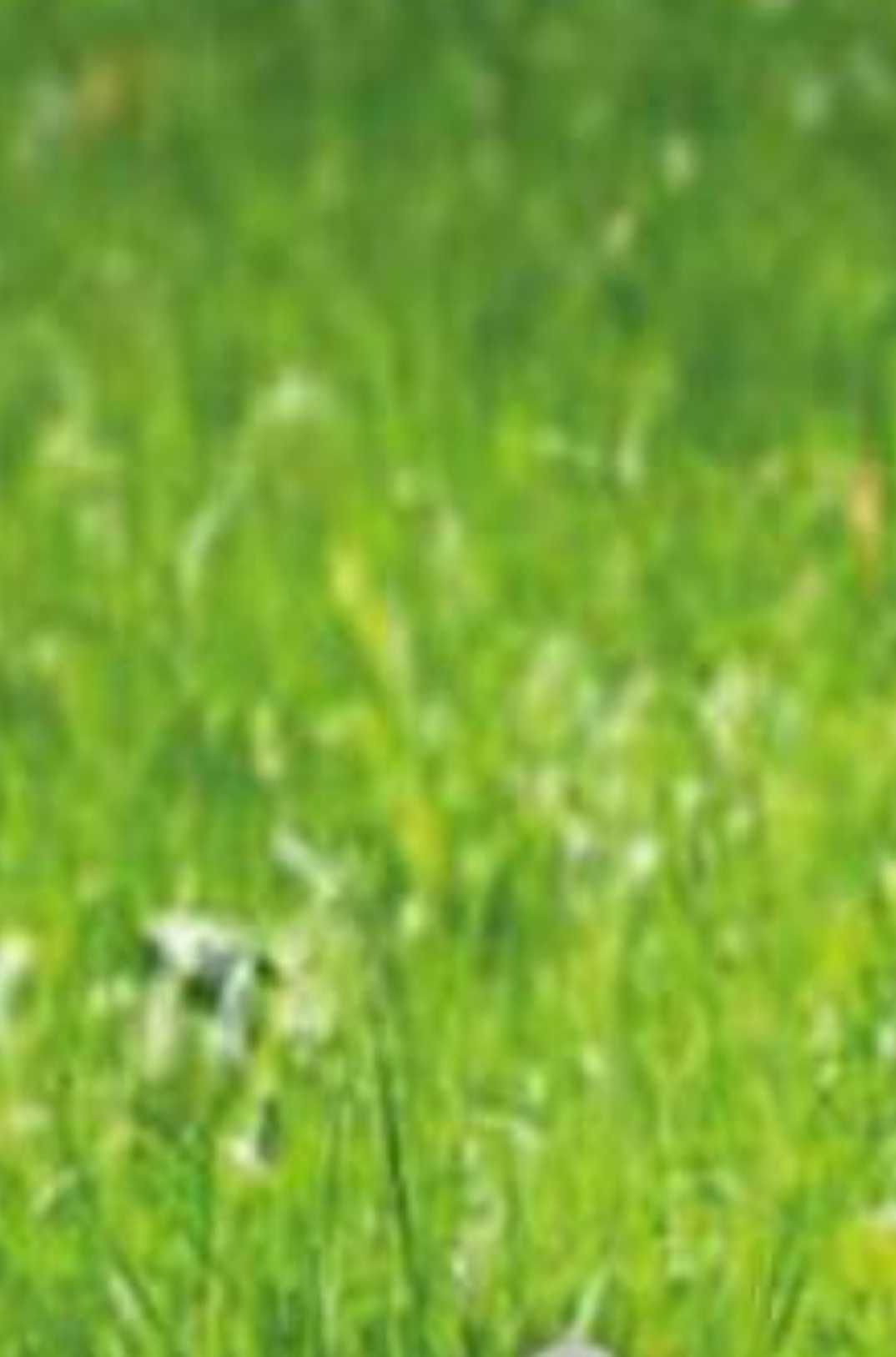 Парцел в Девня - 800 кв.м за 31 €/кв.м - Снимка #1