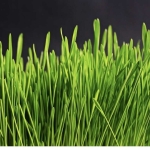 Парцел в Радомир - 870 кв.м за 15 €/кв.м - Снимка #1