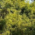 Парцел в Бургас, Акациите - 33265 кв.м за 0 €/кв.м - Снимка #1