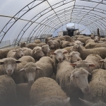 Земеделски имот в с. Ястребино, Област Търговище -  кв.м за 748 €/дка - Снимка #1