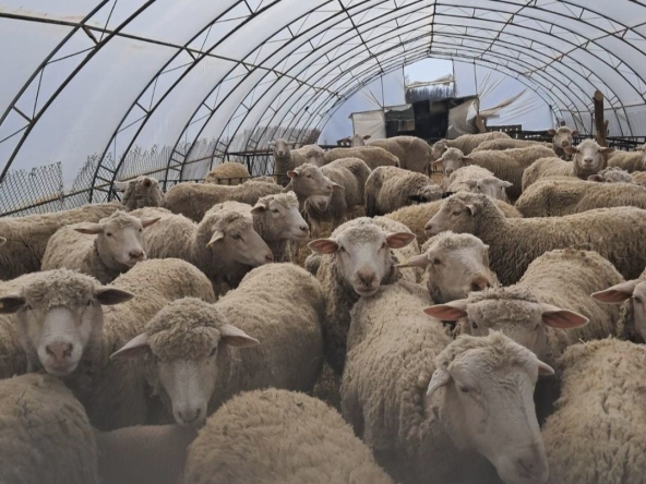 Земеделски имот в с. Ястребино, Област Търговище -  кв.м за 748 €/дка - Снимка #1