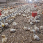 Дава се под наем Промишлена сграда в с. Балкански, Област Разград - 10000 кв.м за 867 € - Снимка #1