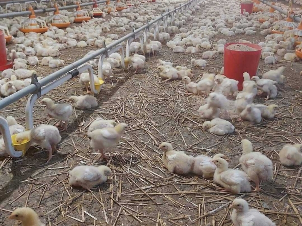 Дава се под наем Промишлена сграда в с. Балкански, Област Разград - 10000 кв.м за 867 € - Снимка #1