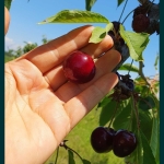 Земеделски имот в с. Червен, Област Пловдив -  кв.м за 1943 €/дка - Снимка #1