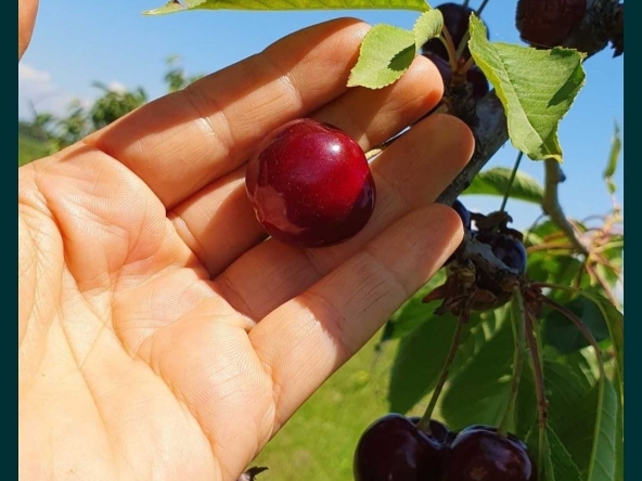 Земеделски имот в с. Червен, Област Пловдив -  кв.м за 1943 €/дка - Снимка #1