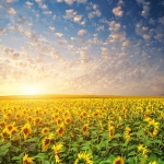 Земеделски имот в с. Правище, Област Пловдив -  кв.м за 11475 €/дка - Снимка #1