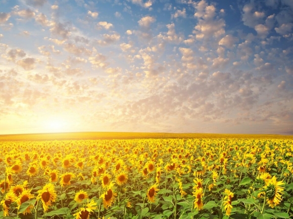 Земеделски имот в с. Правище, Област Пловдив -  кв.м за 11475 €/дка - Снимка #1