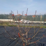 Парцел в с. Дълго поле, Област Пловдив - 729 кв.м за 52 €/кв.м - Снимка #1