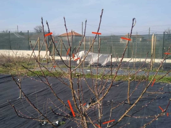 Парцел в с. Дълго поле, Област Пловдив - 729 кв.м за 52 €/кв.м - Снимка #1