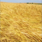 Земеделски имот в Велико Търново, Картала -  кв.м за 66 €/дка - Снимка #1