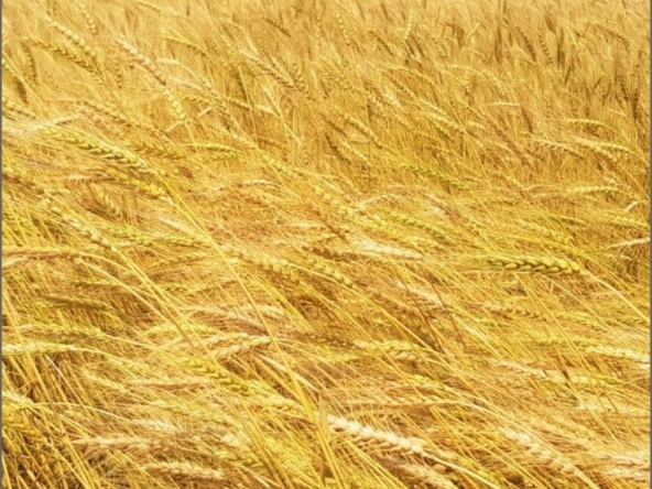 Земеделски имот в Велико Търново, Картала -  кв.м за 66 €/дка - Снимка #1