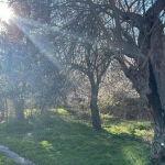 Парцел в с. Бръшлян, Област Бургас - 589 кв.м за 41 €/кв.м - Снимка #1