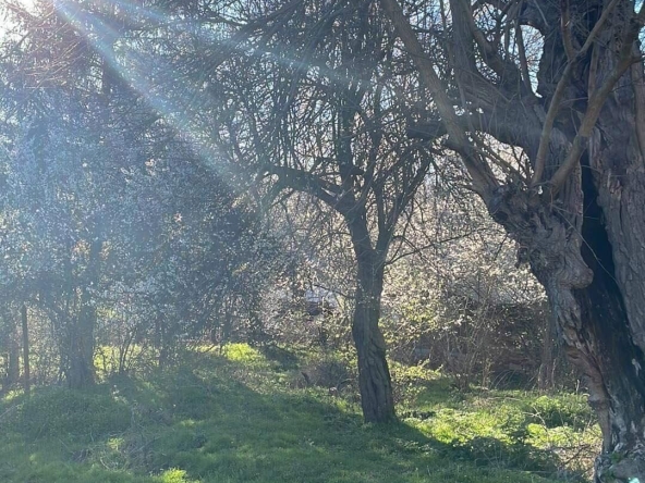 Парцел в с. Бръшлян, Област Бургас - 589 кв.м за 41 €/кв.м - Снимка #1