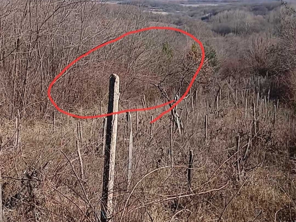 Парцел в с. Паволче, Област Враца - 526 кв.м за 3 €/кв.м - Снимка #1