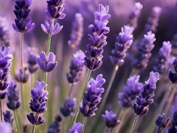 Дава се под наем Земеделски имот в Шумен, Боян Българанов 1 -  кв.м за 127.5 € - Снимка #1