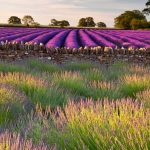 Земеделски имот в Балчик -  кв.м за 31 €/дка - Снимка #1