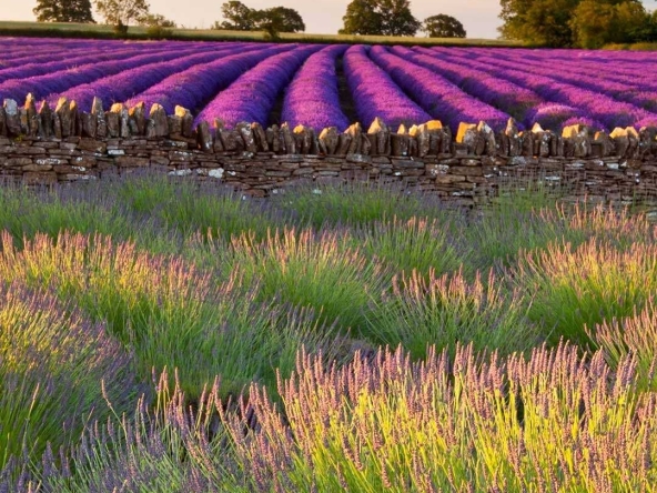 Земеделски имот в Балчик -  кв.м за 31 €/дка - Снимка #1