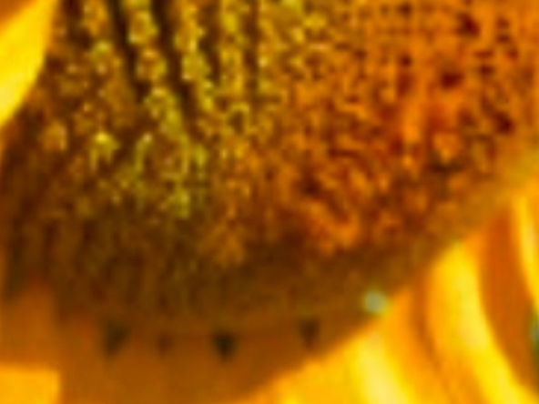 Земеделски имот в Павликени -  кв.м за 2040 €/дка - Снимка #1