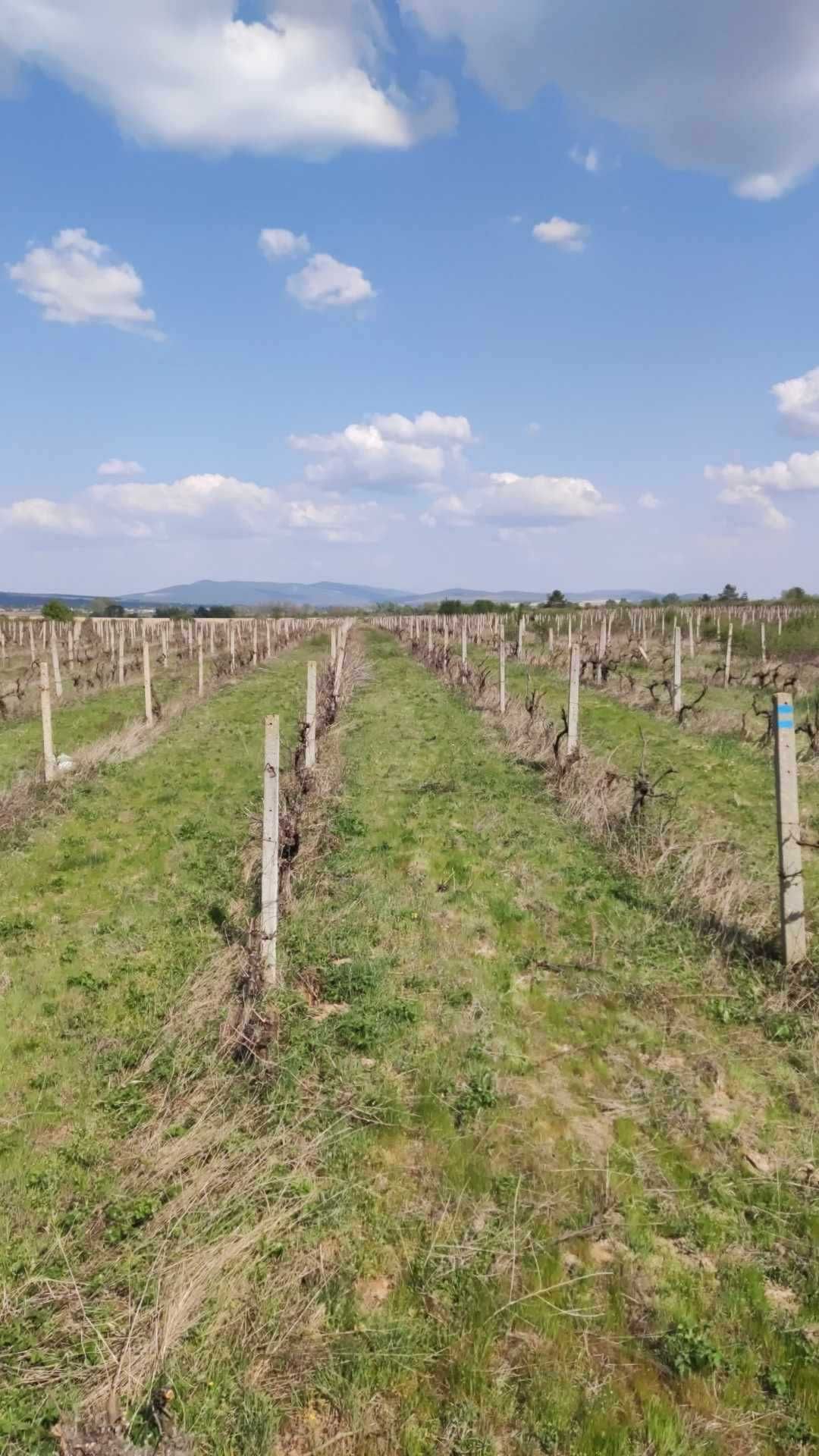 Земеделски имот в с. Славянци, Област Бургас -  кв.м за 23 €/дка - Снимка #1