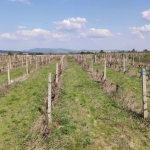 Земеделски имот в с. Славянци, Област Бургас -  кв.м за 23 €/дка - Снимка #1