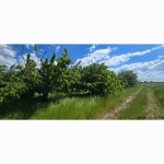 Земеделски имот в с. Говедаре, Област Пазарджик -  кв.м за 2 €/дка - Снимка #1