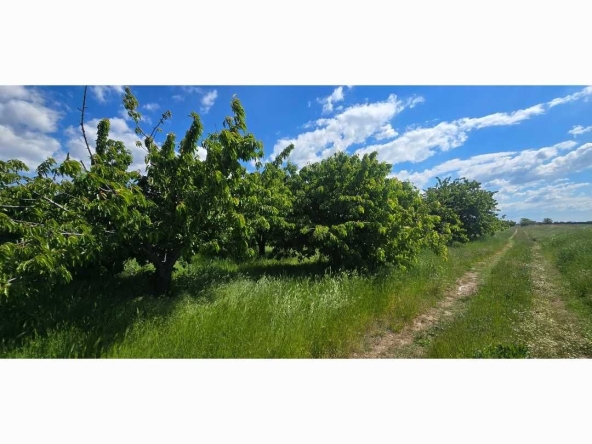 Земеделски имот в с. Говедаре, Област Пазарджик -  кв.м за 2 €/дка - Снимка #1