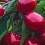 Земеделски имот в Кюстендил, Запад -  кв.м за 918 €/дка - Снимка #1