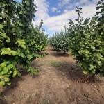 Земеделски имот в Суворово -  кв.м за 1785 €/дка - Снимка #1