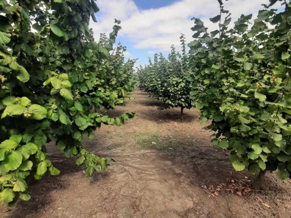 Земеделски имот в Суворово -  кв.м за 1785 €/дка - Снимка #1