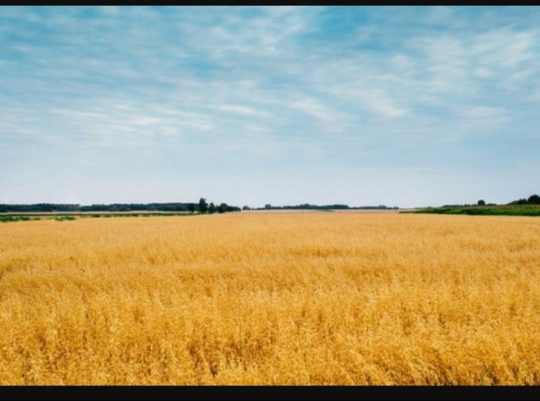 Земеделски имот в Асеновград -  кв.м за 1275 €/дка - Снимка #1