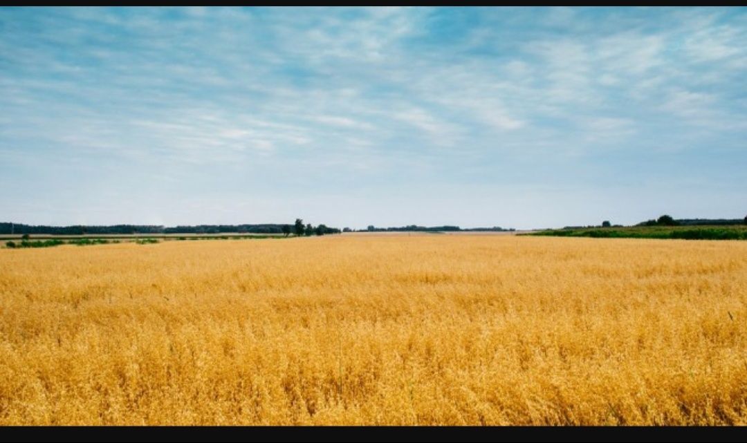 Земеделски имот в Асеновград -  кв.м за 1275 €/дка - Снимка #1