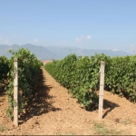 Земеделски имот в Перущица -  кв.м за 0 €/дка - Снимка #1