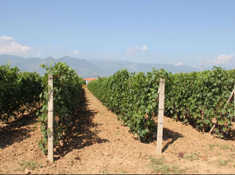 Земеделски имот в Перущица -  кв.м за 0 €/дка - Снимка #1