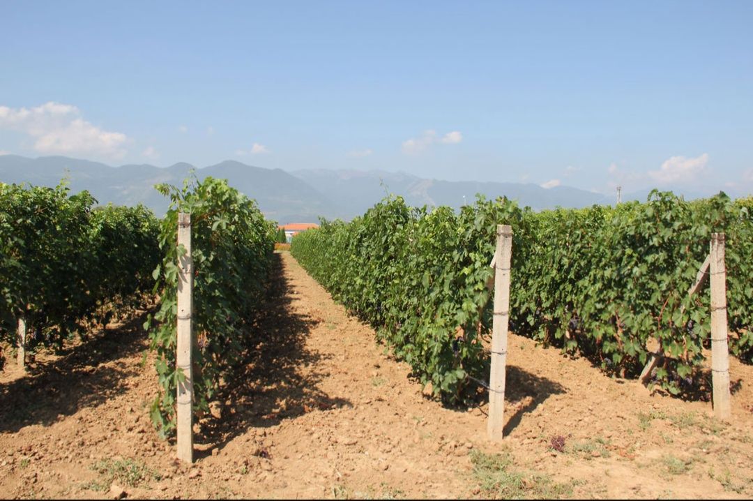 Земеделски имот в Перущица -  кв.м за 0 €/дка - Снимка #1