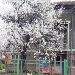 Дава се под наем Къща в с. Арчар, Област Видин - 180 кв.м за 400 € - Снимка #1