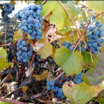 Дава се под наем Земеделски имот в Балчик -  кв.м за 51 € - Снимка #1