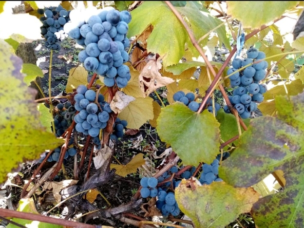 Дава се под наем Земеделски имот в Балчик -  кв.м за 51 € - Снимка #1