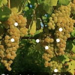 Земеделски имот в с. Брестовица, Област Пловдив -  кв.м за 3188 €/дка - Снимка #1