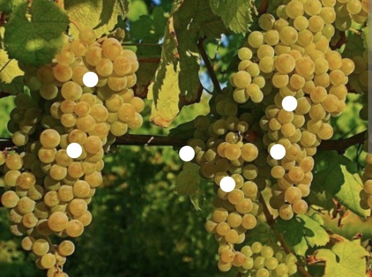 Земеделски имот в с. Брестовица, Област Пловдив -  кв.м за 3188 €/дка - Снимка #1