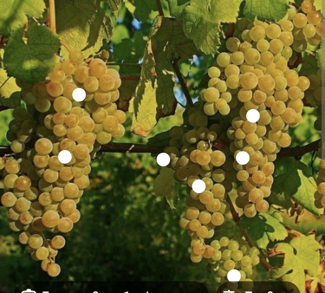 Земеделски имот в с. Брестовица, Област Пловдив -  кв.м за 2550 €/дка - Снимка #1