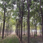 Земеделски имот в с. Чинтулово, Област Сливен -  кв.м за 642 €/дка - Снимка #1